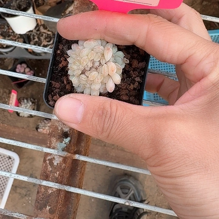 雨**呀c h d s f g g h g f g 141