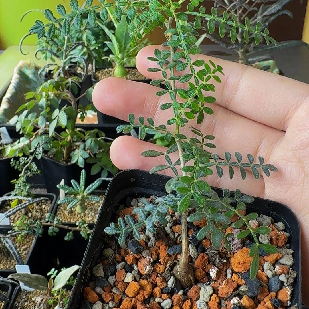 特价 实生织冠漆树带盆土顺丰包邮