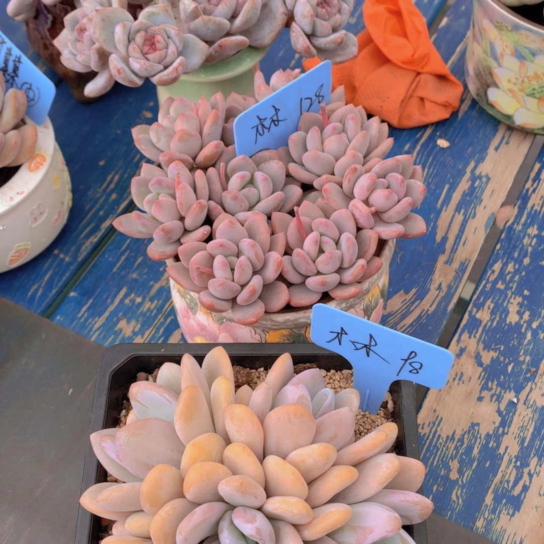 我家的小姐姐们都是我的小可爱们的