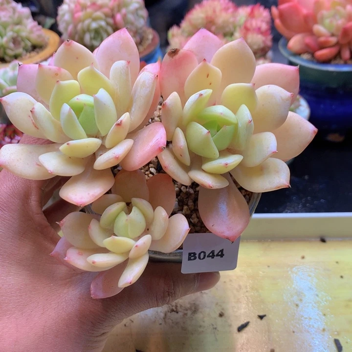 一物一拍满38包邮B044