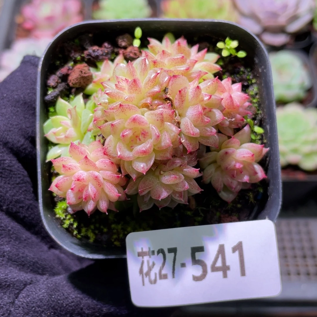 花利美27-541麦秆