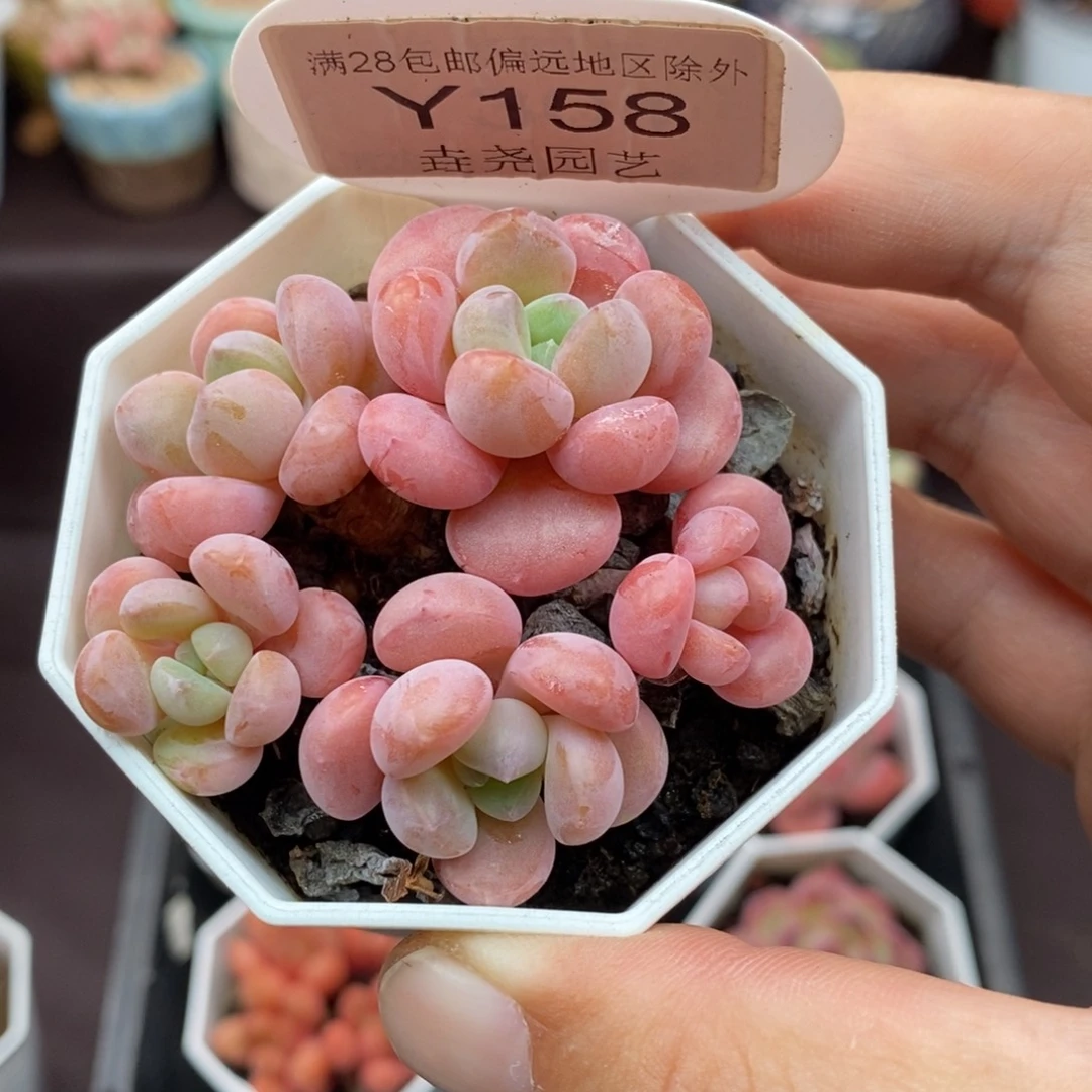 0158 白鹭群 6cm