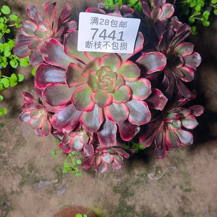 7441丽娜多肉植物