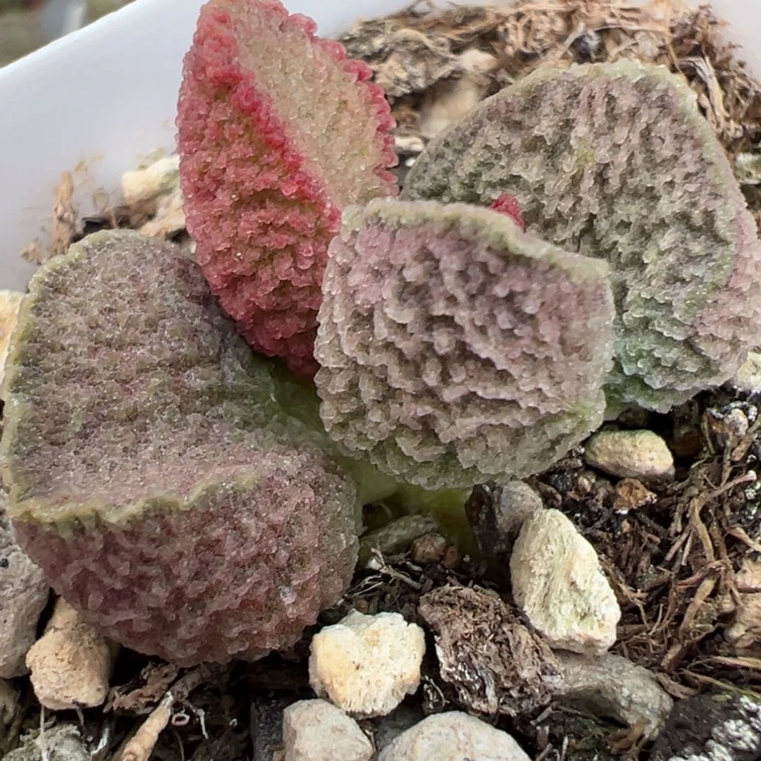 粉色实生新品多肉植物水泡多肉植物