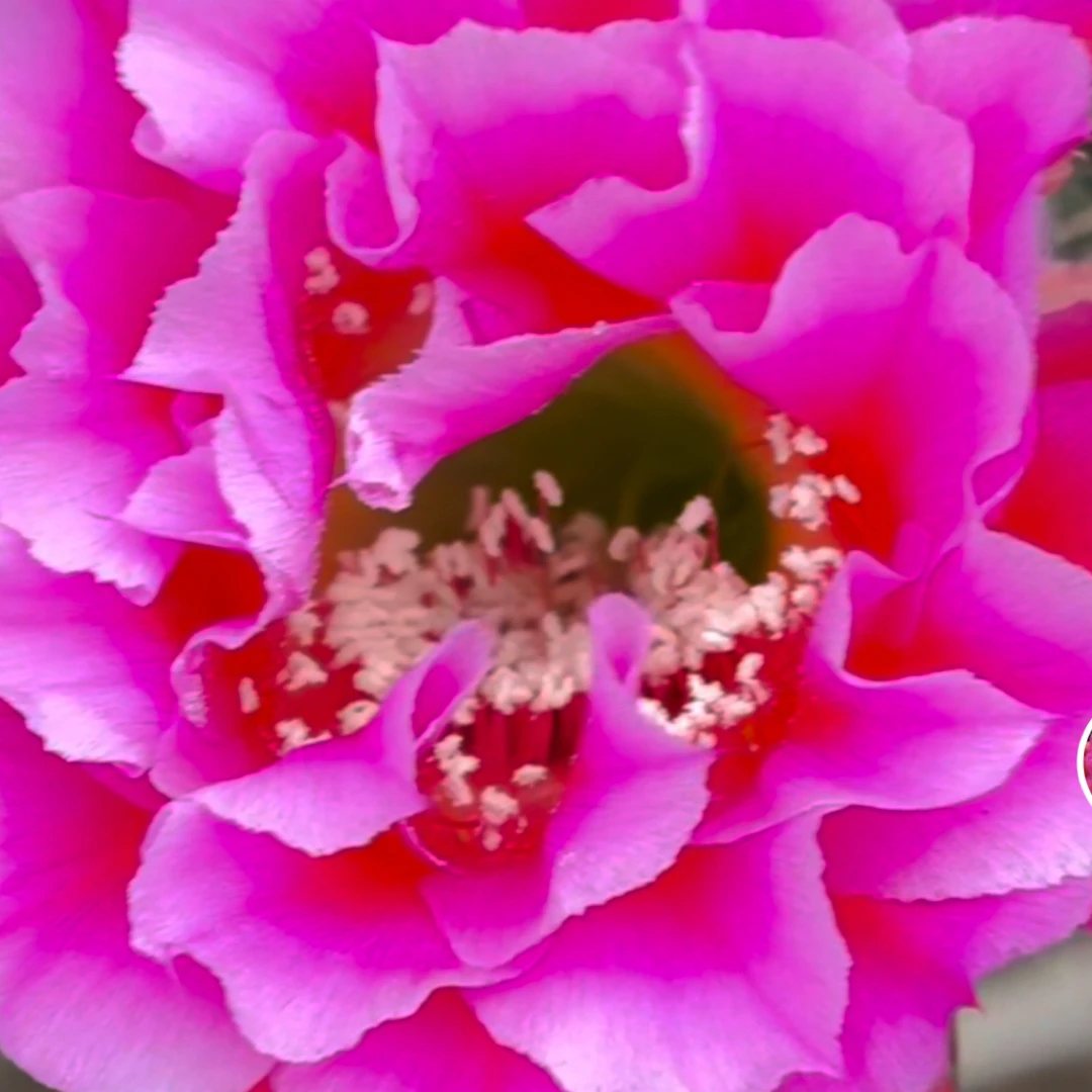 彩草无根侧芽歪代烟花