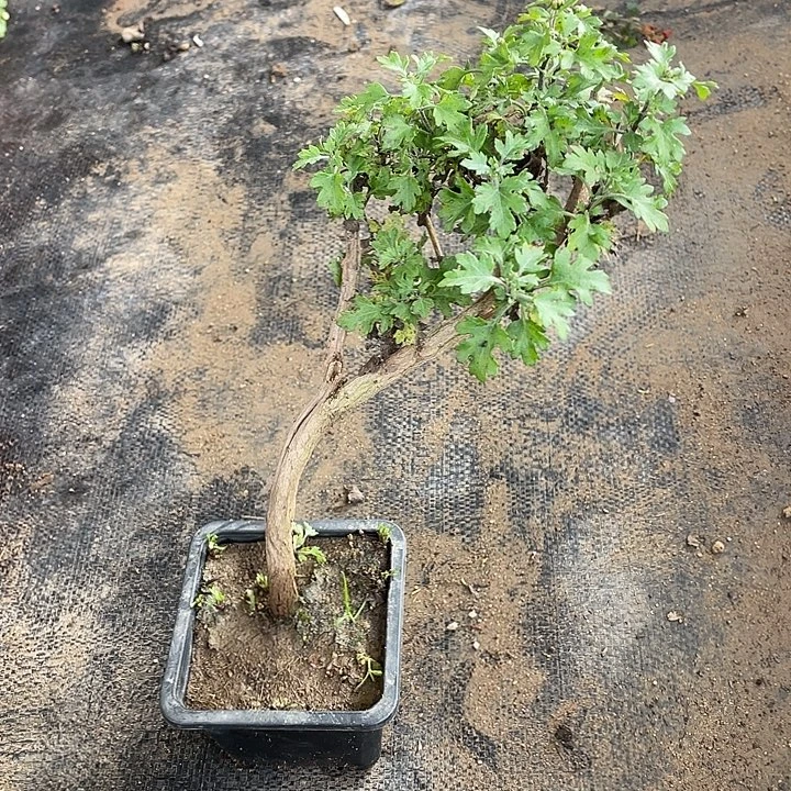 修****30菊花菊花菊花菊花家
