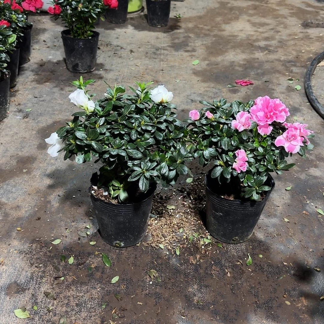 书***完全开放3739两棵