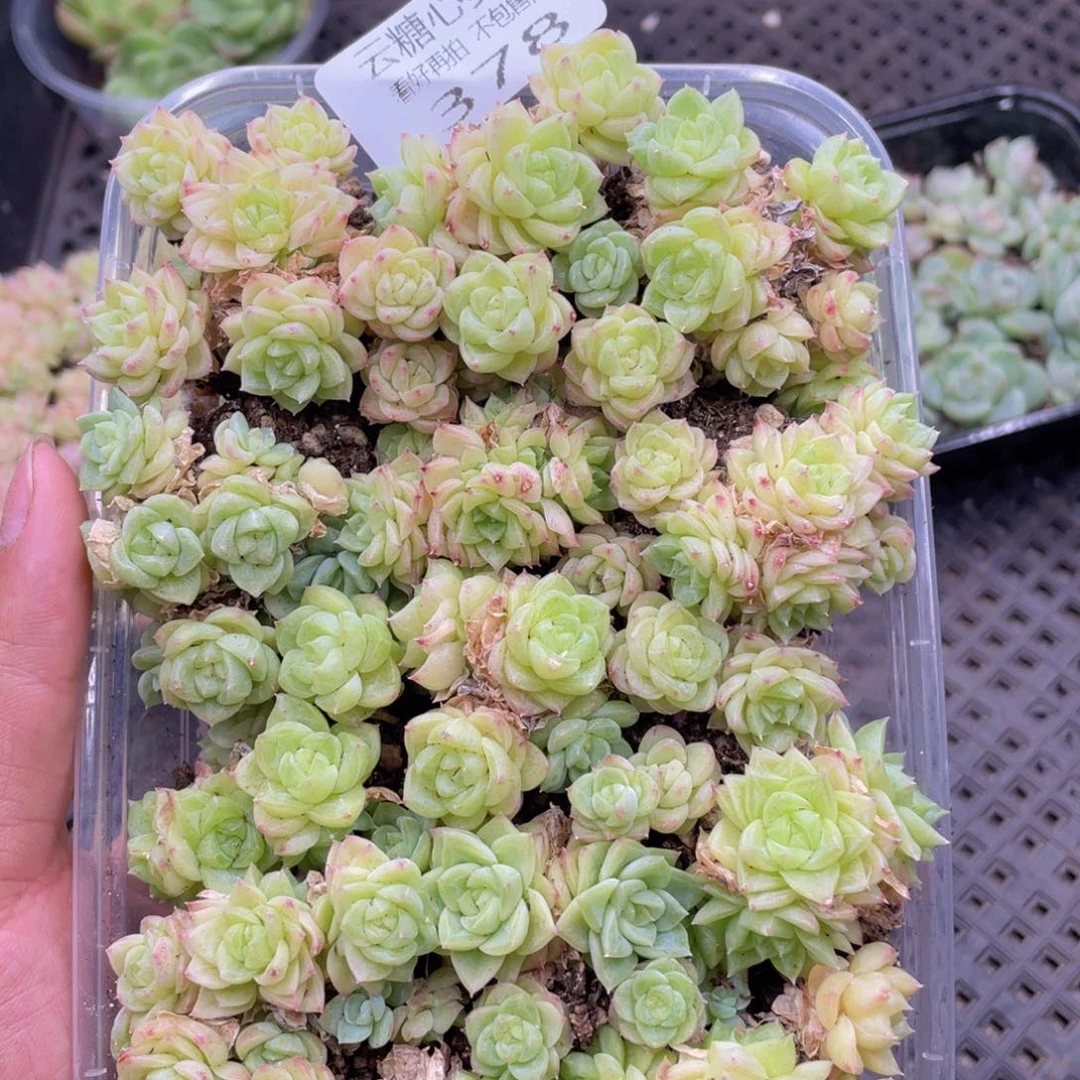 云糖心多肉植物378