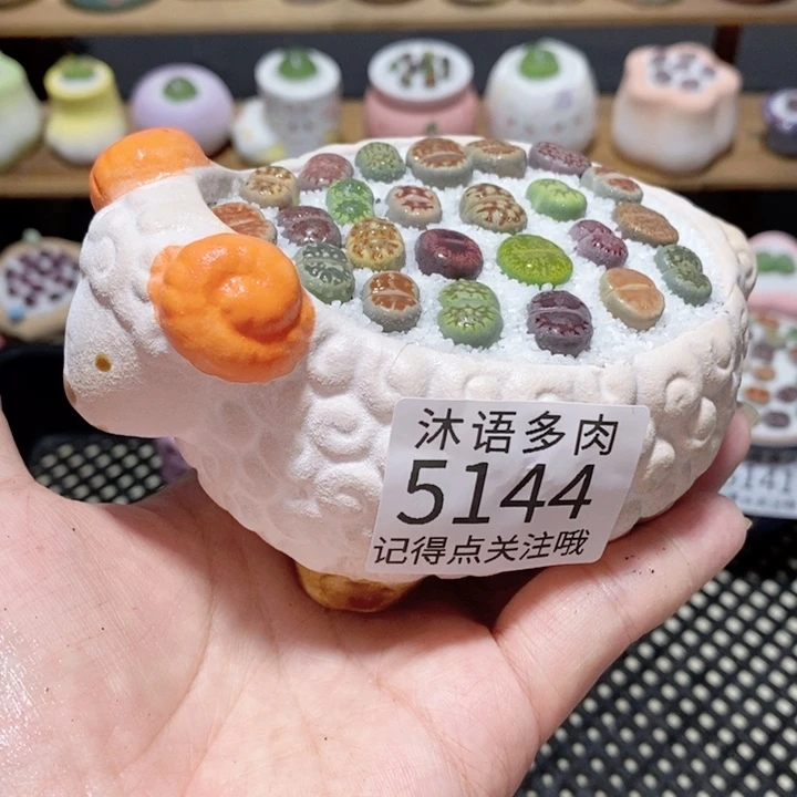 带盆土植物 一物一拍5144