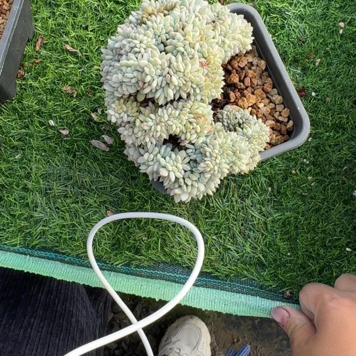 缀化多肉植物绿植