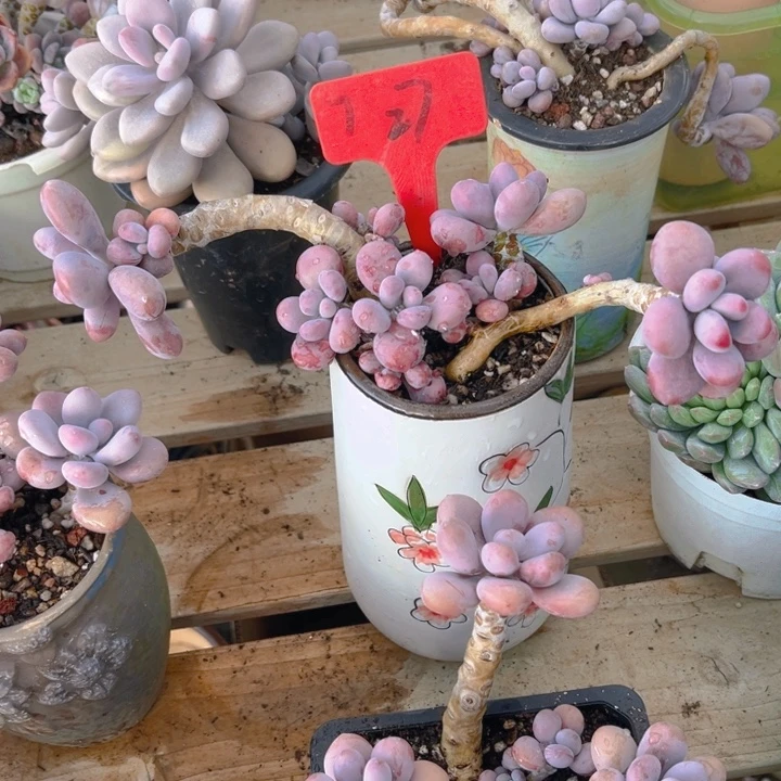 小***逸桃蛋多肉植物8 5 6