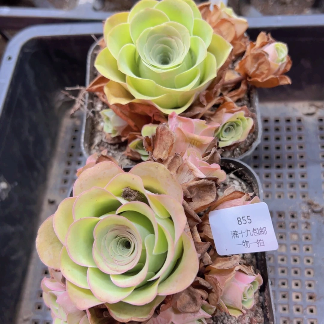 855 侧牙掉了不包损无售后