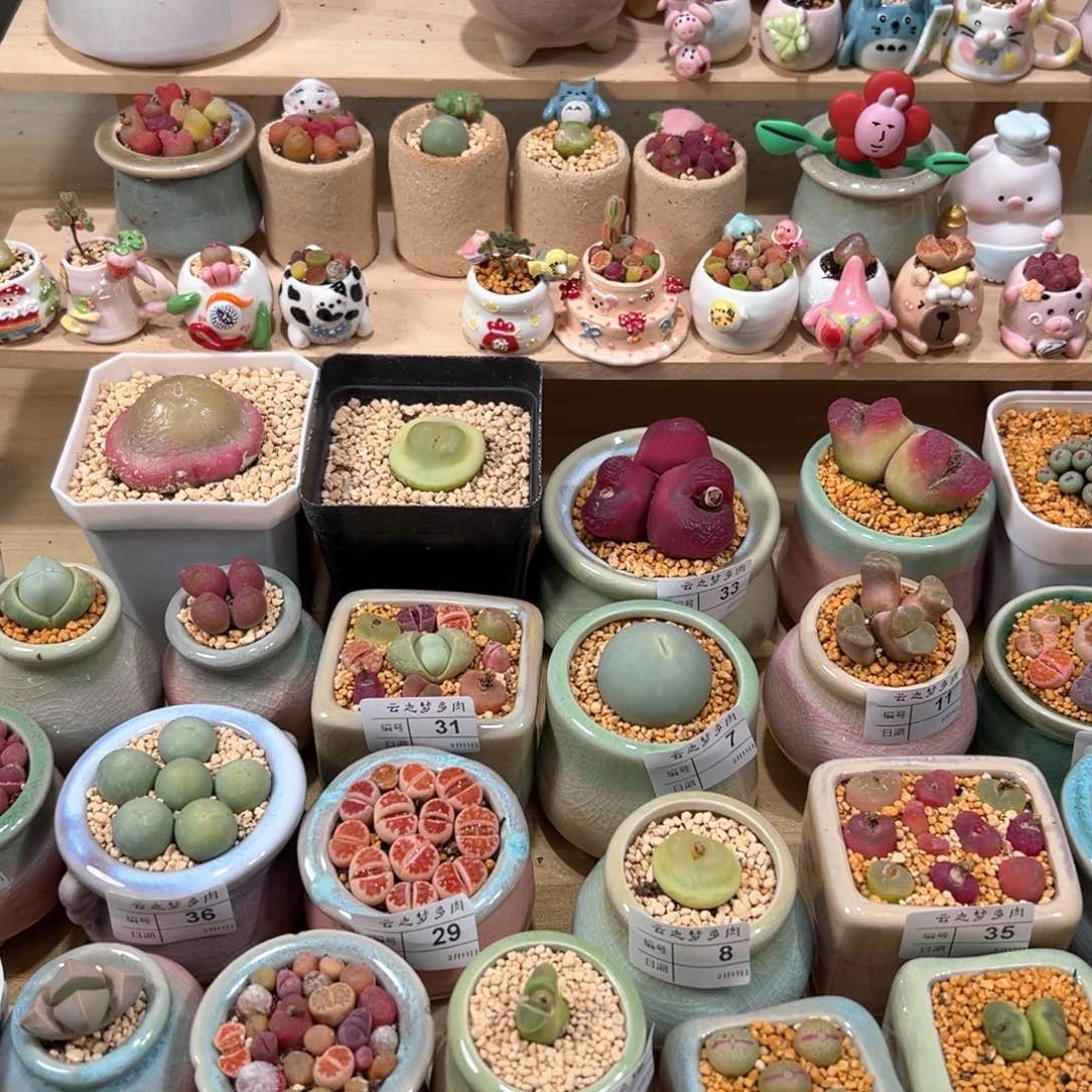 用****8多肉植物和40号一样的套餐