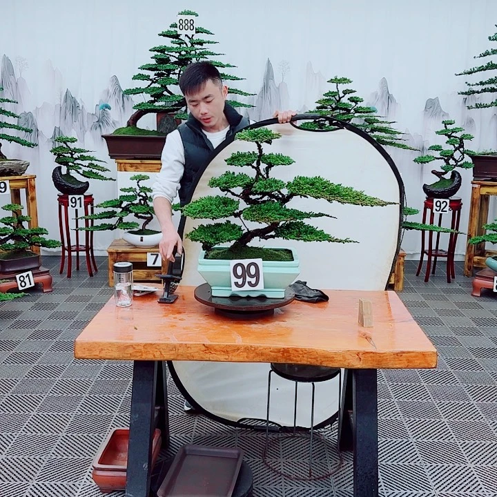 无花朵松柏盆景，一物一拍