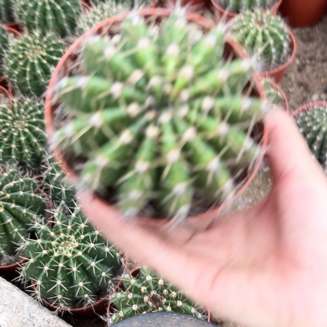 彩草羽毛系列8公分左右