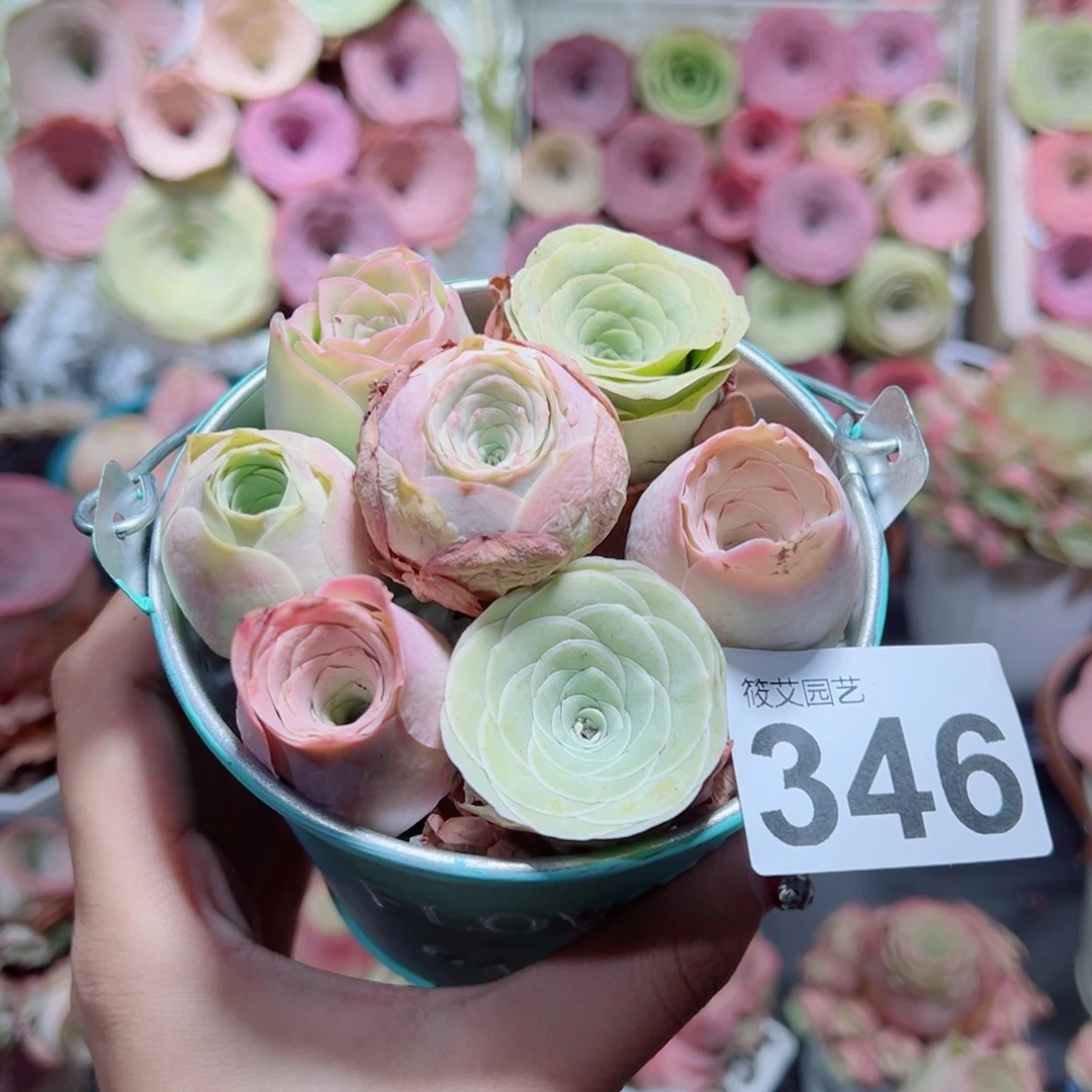 团***子346新粉福利铁皮桶组合。