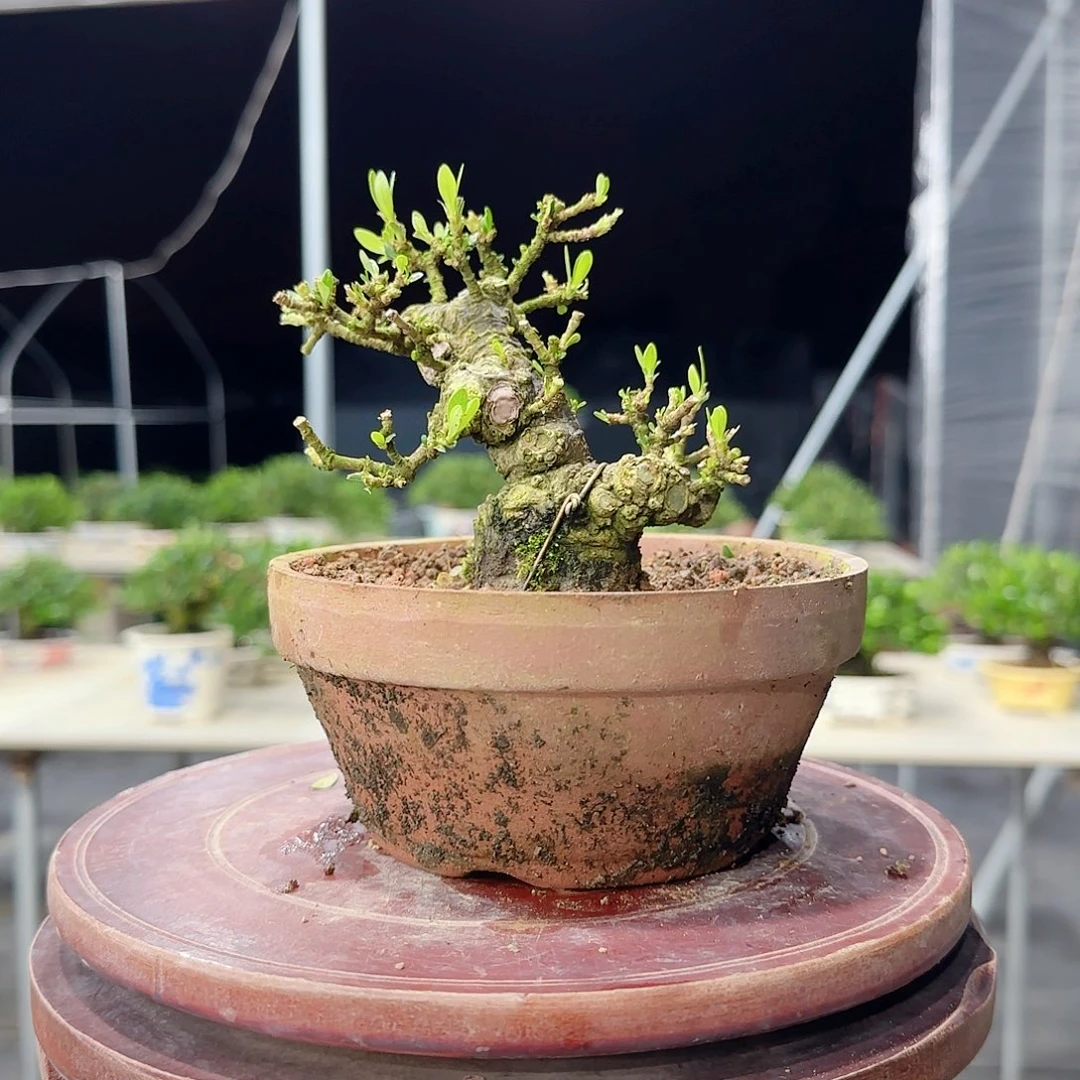 无花朵差*誃栀子花