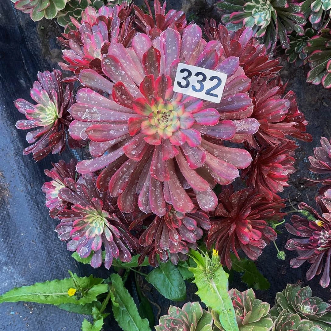 多肉法师332号十里红妆发货不包损