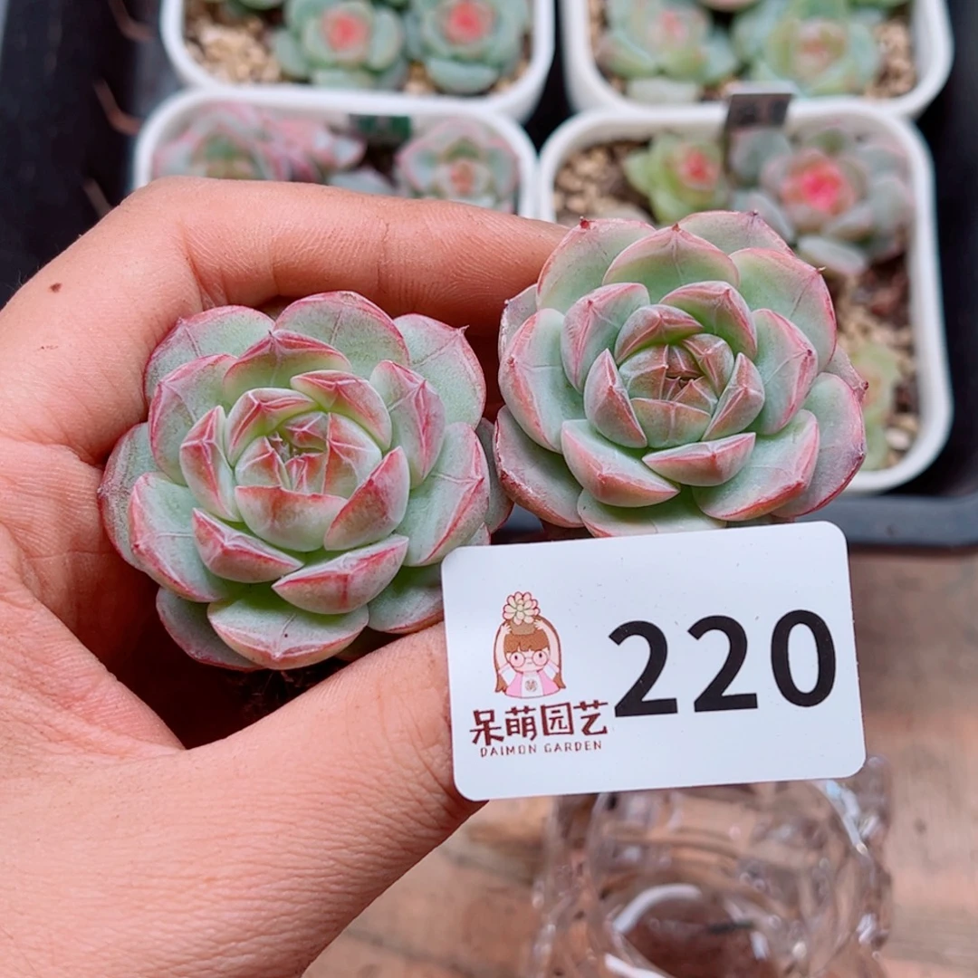 多肉植物多肉植物