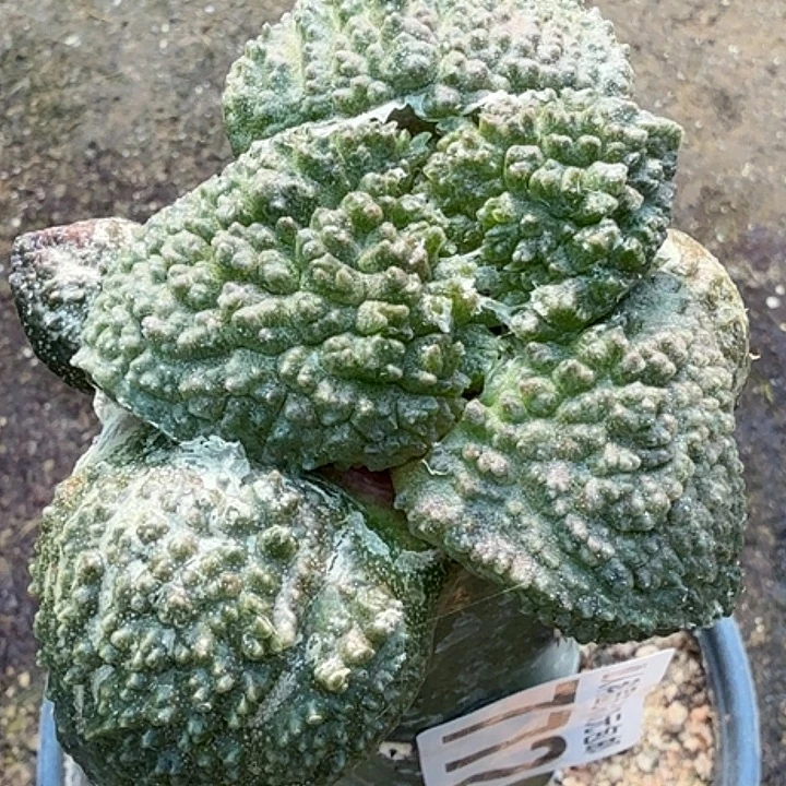 无花朵大尤哥斯拉772