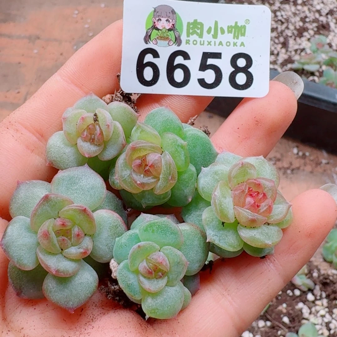 多肉植物多肉植物