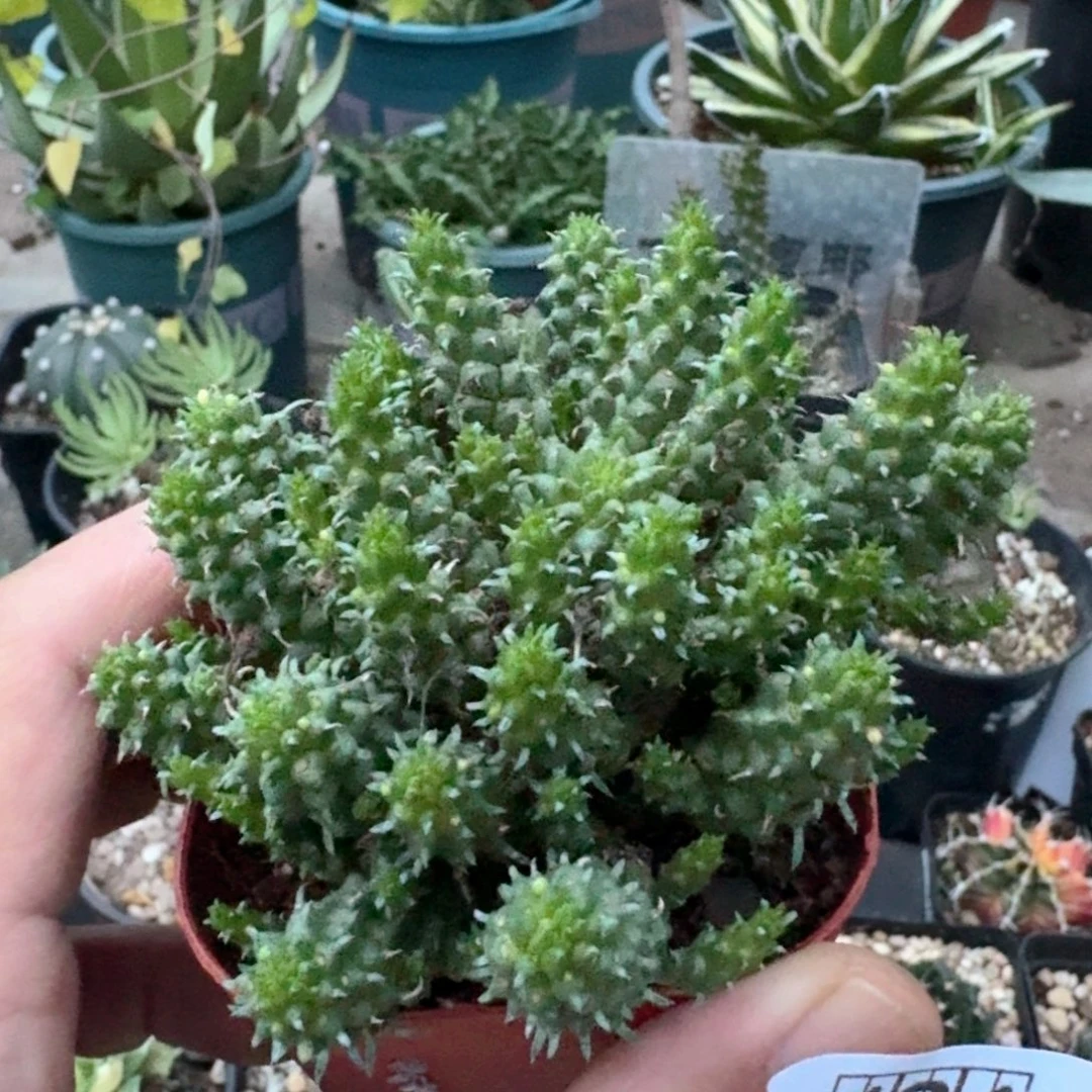 494千蛇木脱土发货