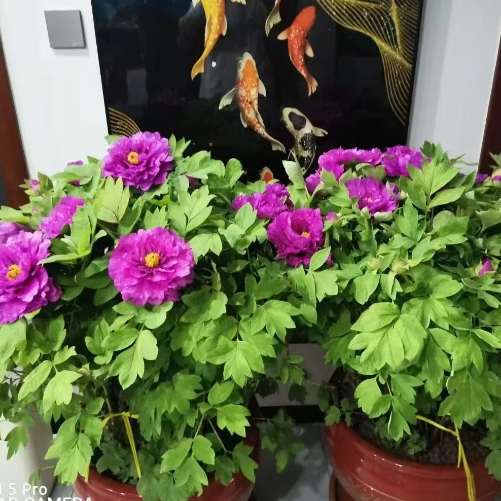 菏泽精品年宵花老盆紫二桥牡丹