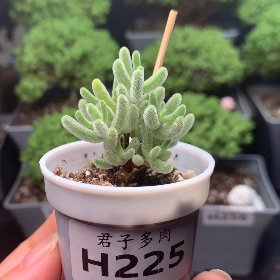 225实生白霜。