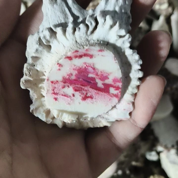 心***虹非金属无鹿角鹿角鹿角