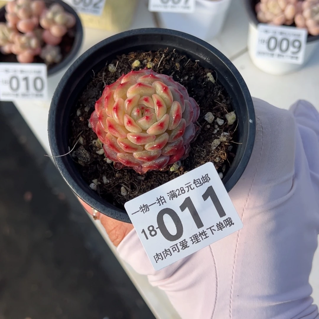 白胖子多肉多肉多肉多肉