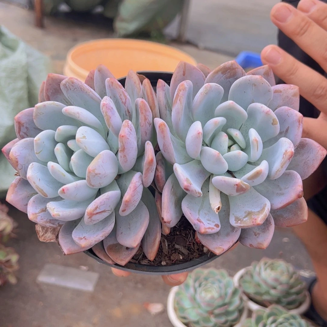 香橙双头起发老桩