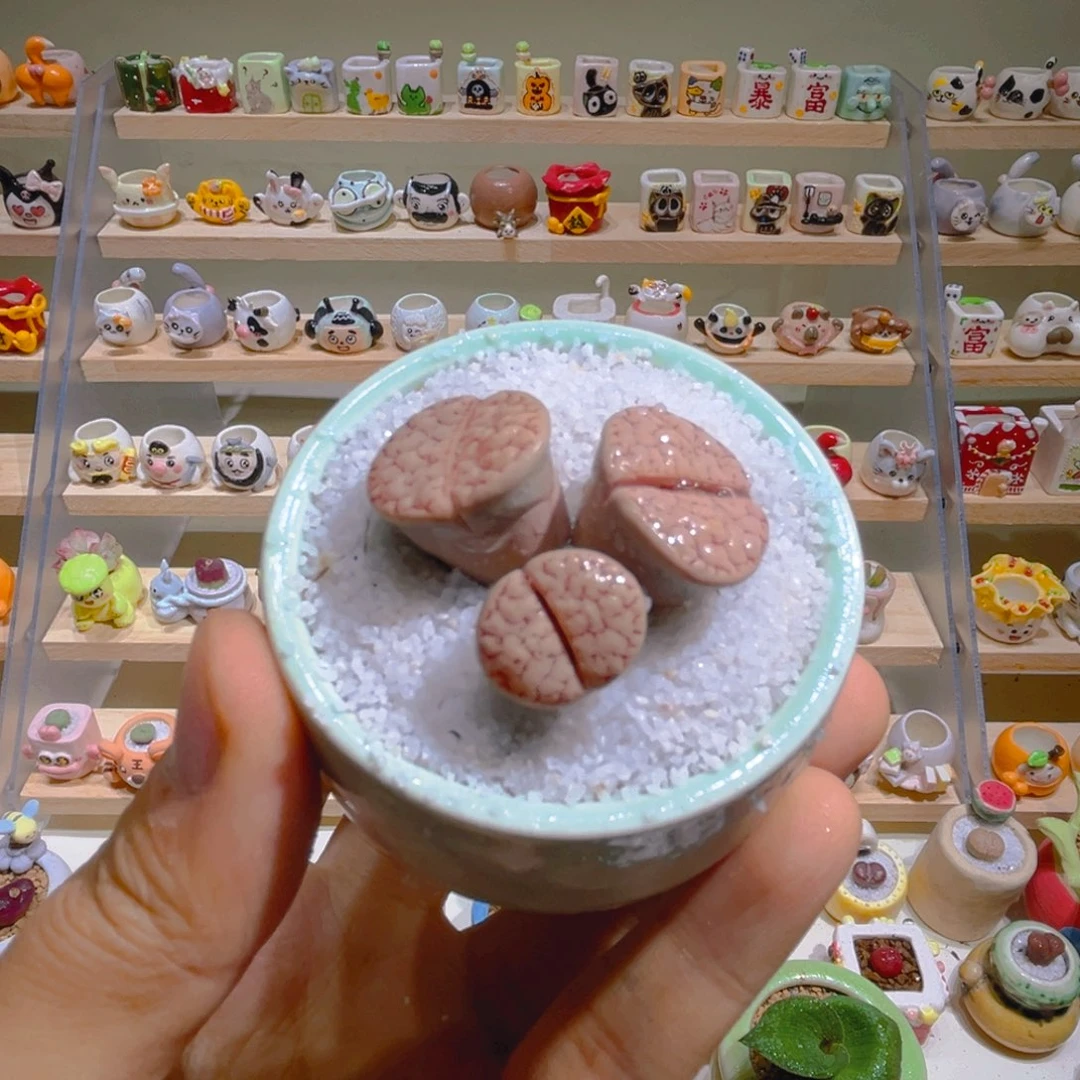 016荒玉编号189带盆土一套68