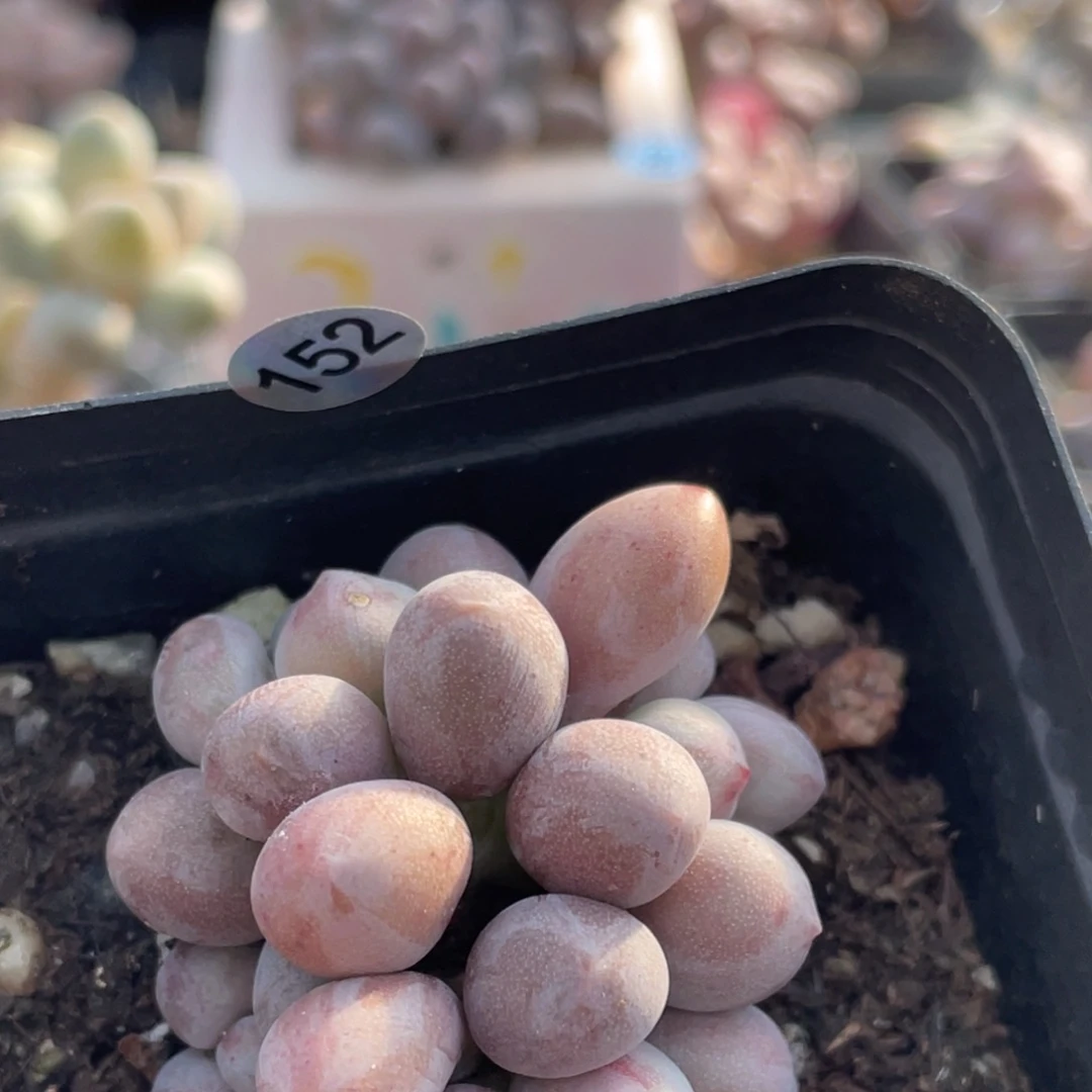 仙子奶酪出奶尖多肉