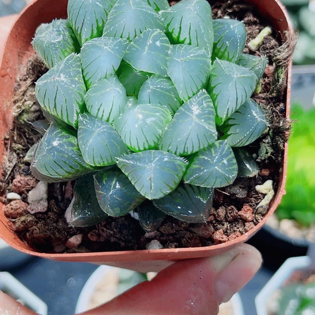 蓝镜玉露多肉植物6666