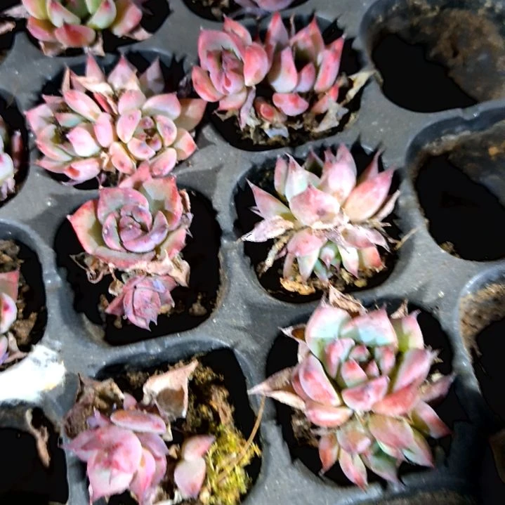 满9元包邮，，惊鸿仙子小苗老苗