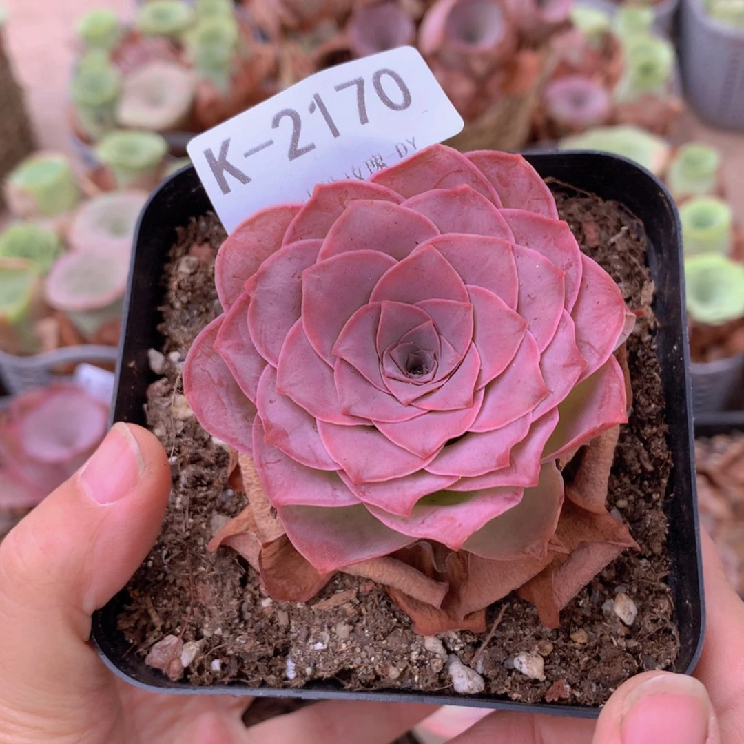 2170紫色黄金帕c g b b b b h b