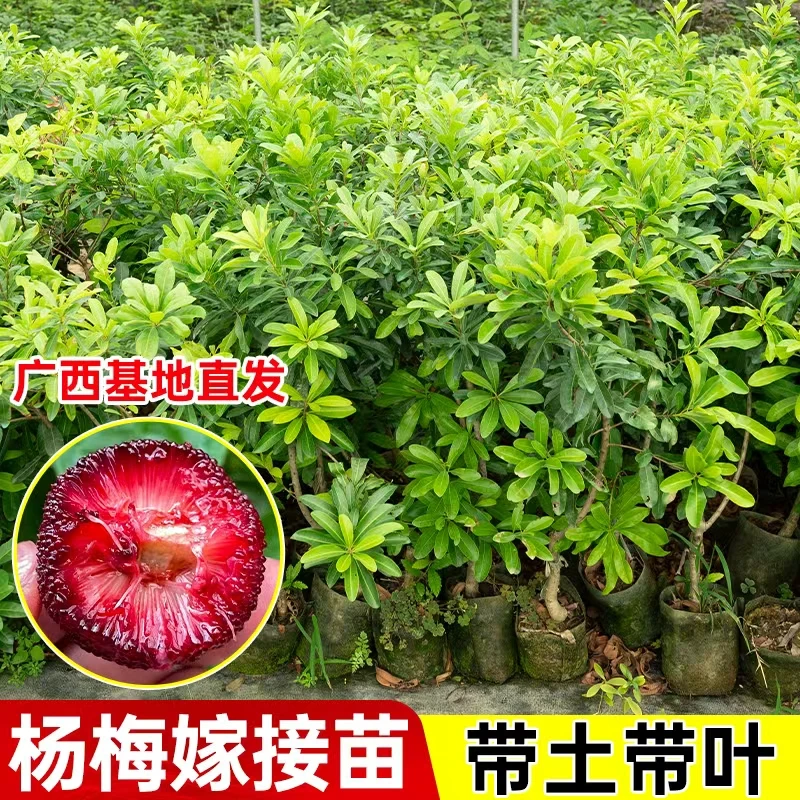【直播专享】东魁杨梅苗黑炭杨梅营养杯苗带土带叶子南北方营养杯