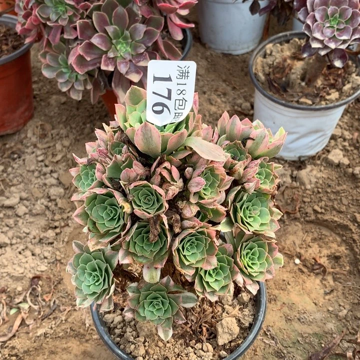 176辛尼亚小手捧2号棚