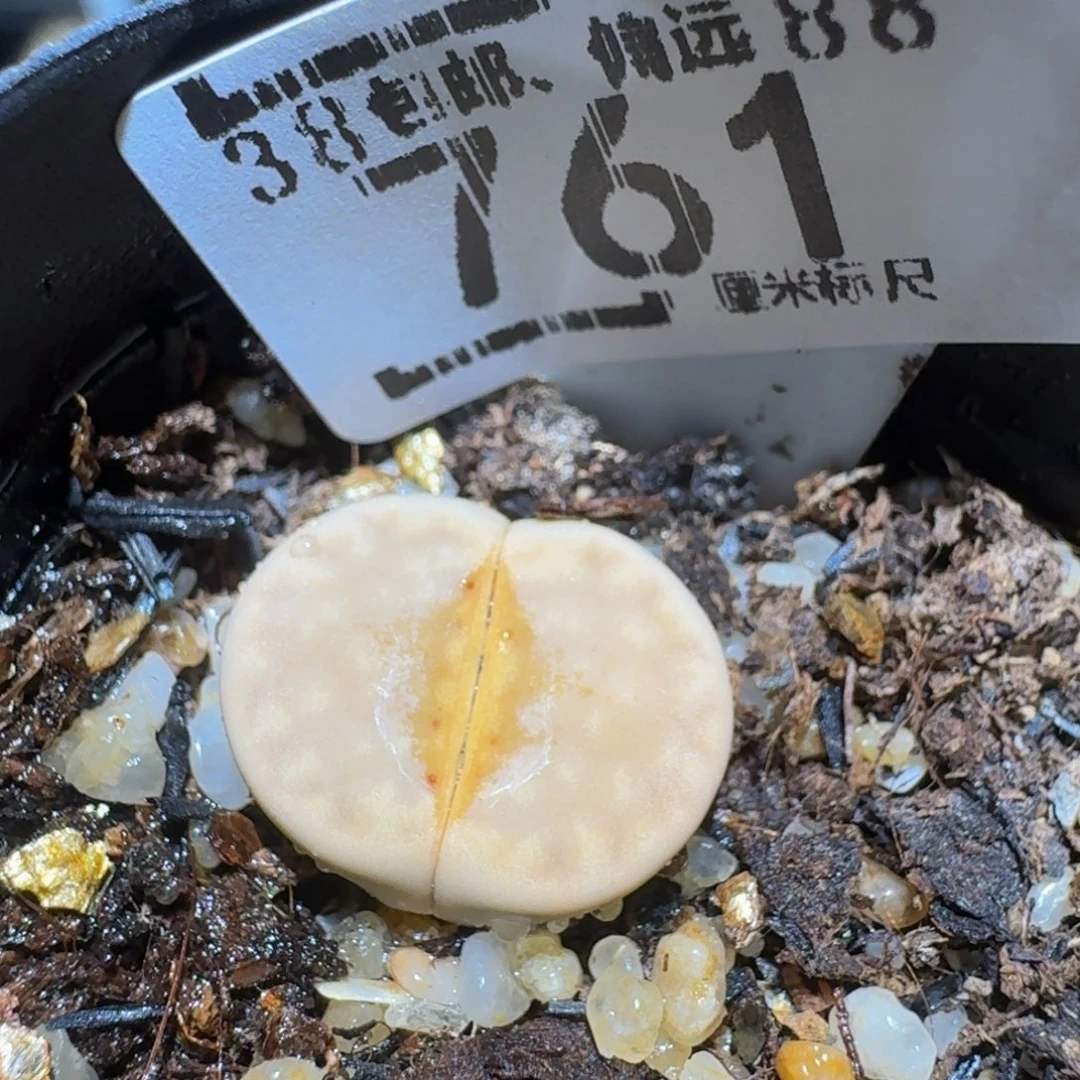 格***格zzzzz精品生石花761