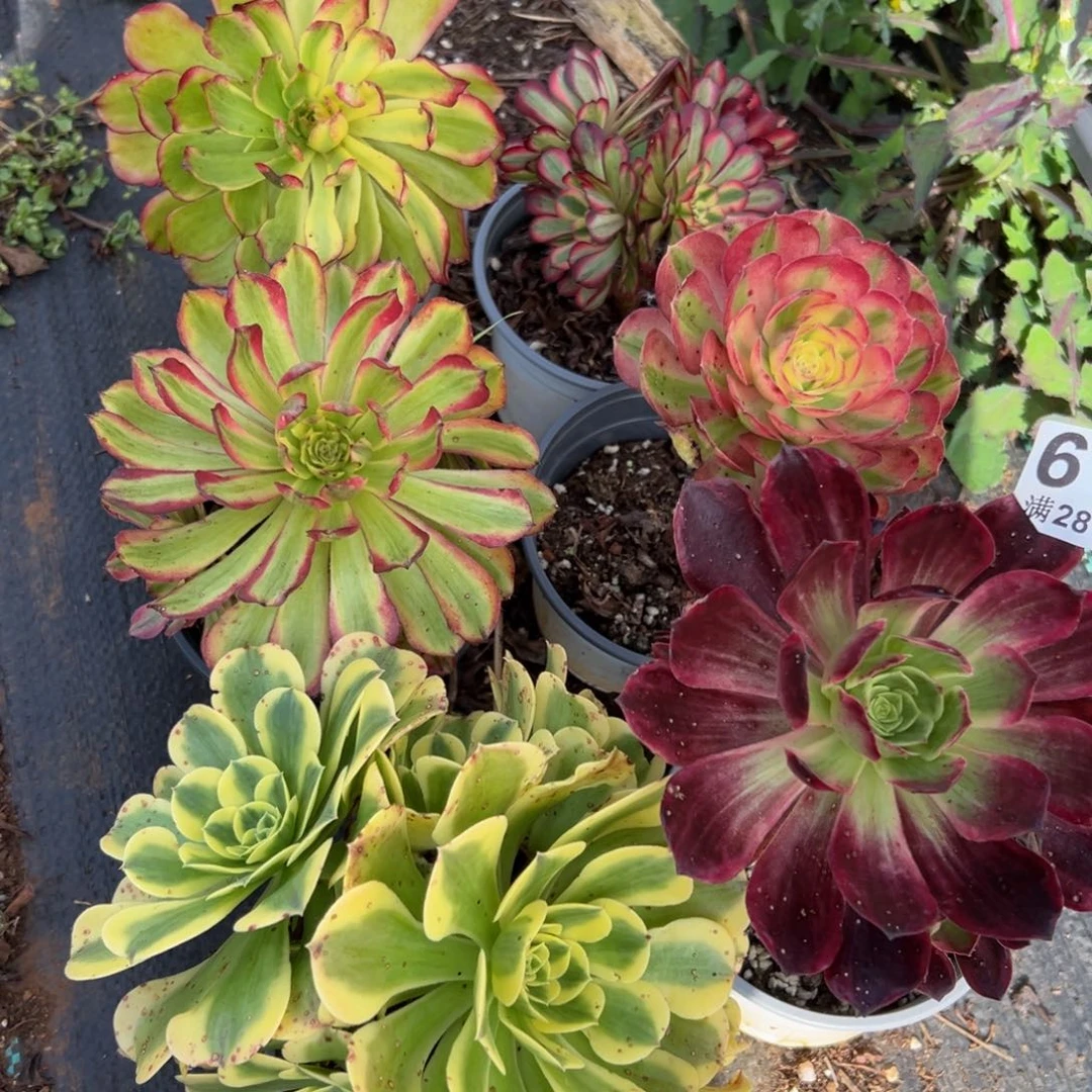 多肉植物619六颗无售后的