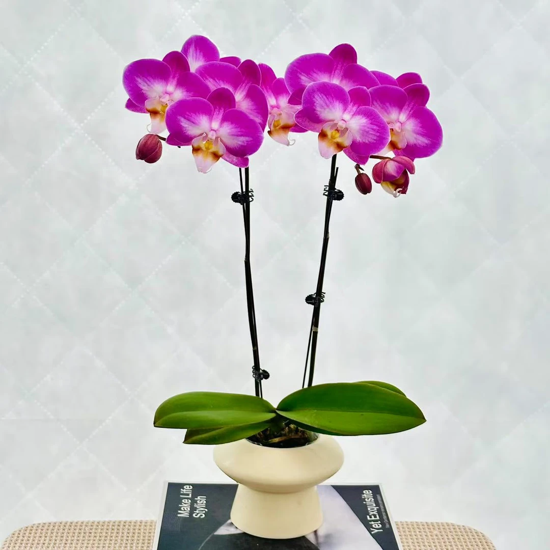 【雪山飞狐】蝴蝶兰盆栽室内花卉观花植物四季开花