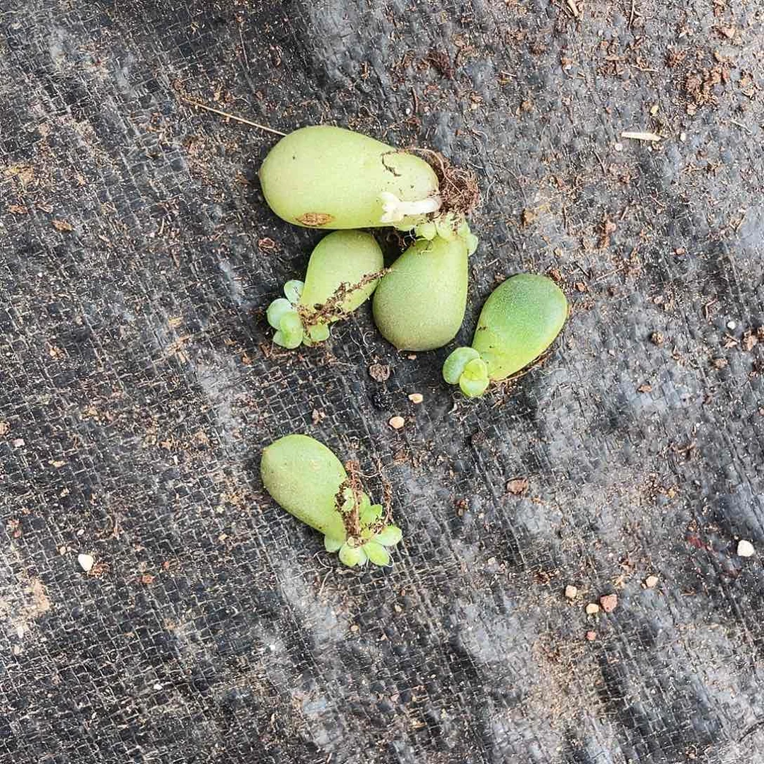 F19中苗穴一个满25包邮