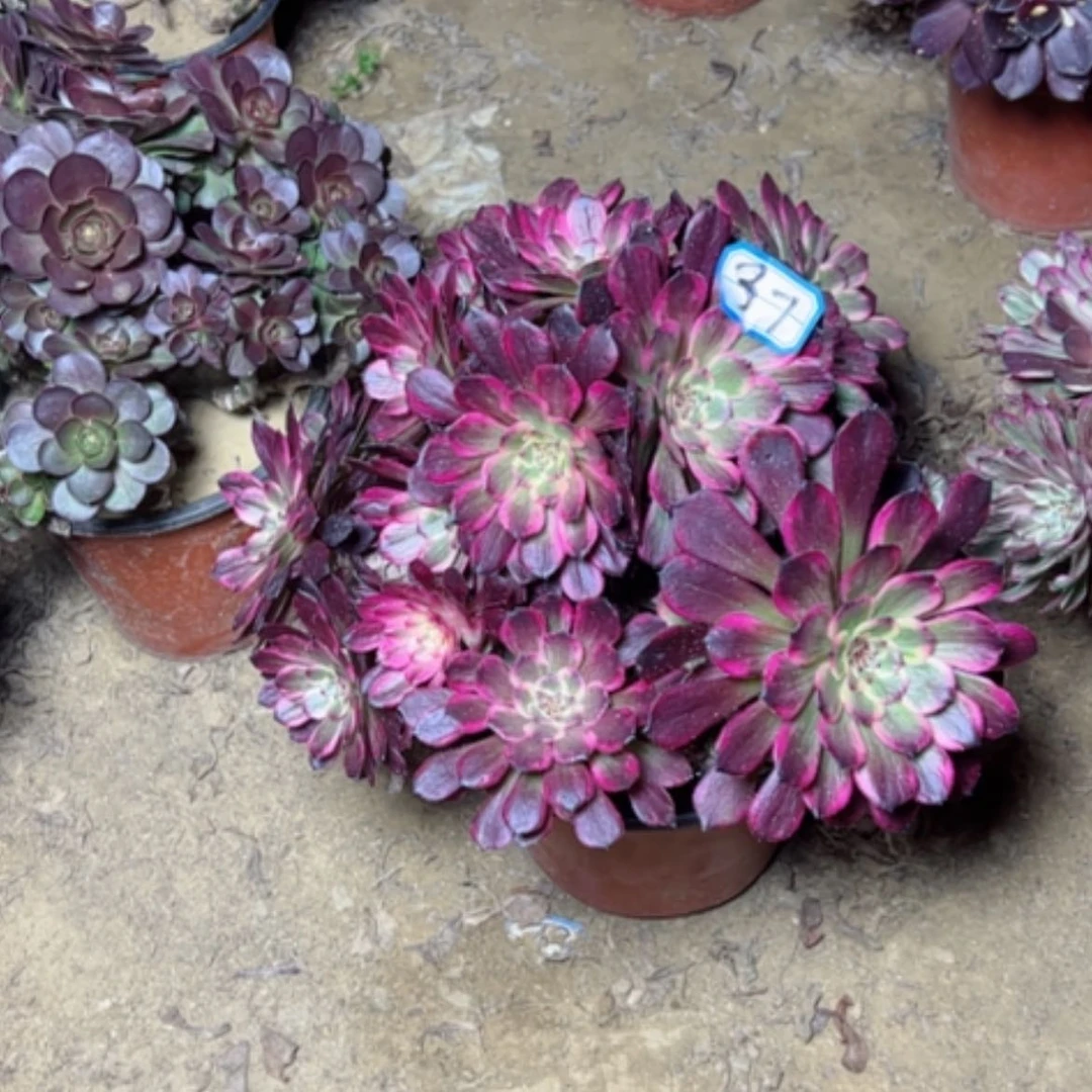 【闪购商品】橙*多肉植物黑金刚37