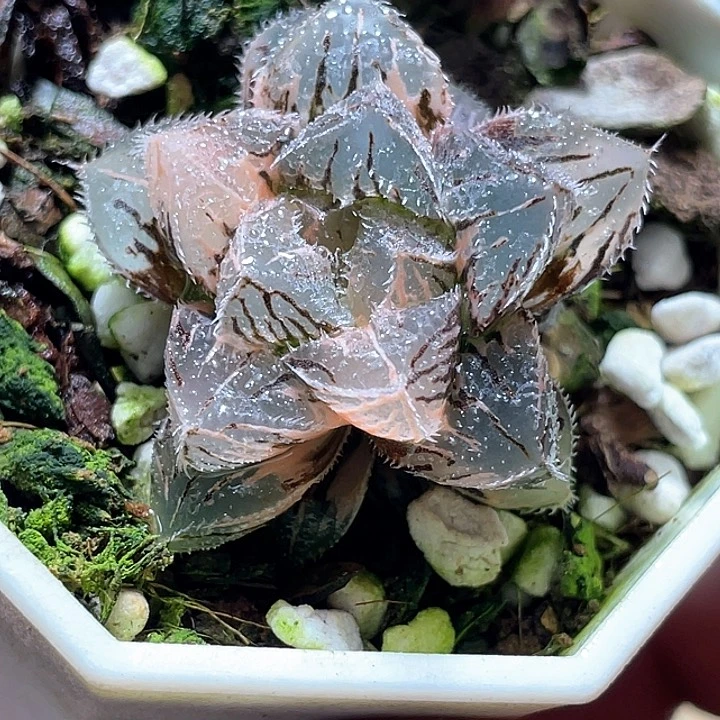 944粉黛锦一物一拍