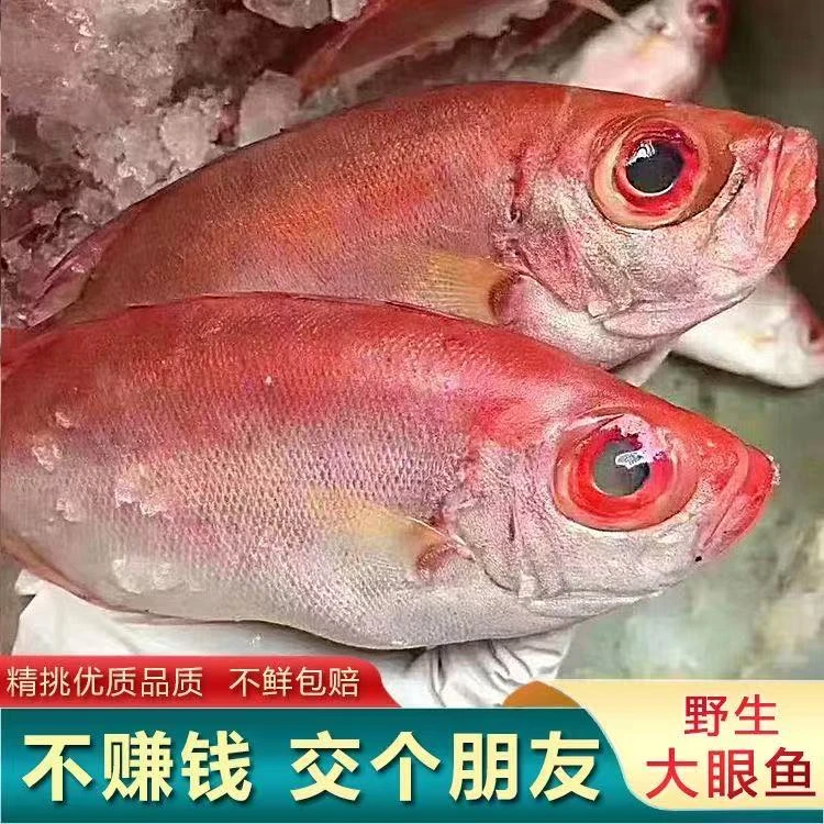 汕尾本港野生海鱼海鲜大眼鲷鱼新鲜红目鲢红眼红【帮杀好*可试吃】