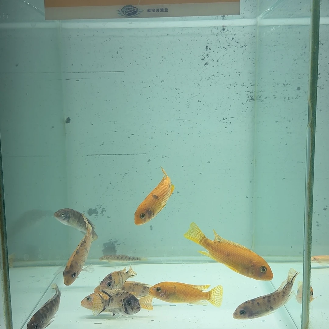 慈鲷泡***22414号11条mc