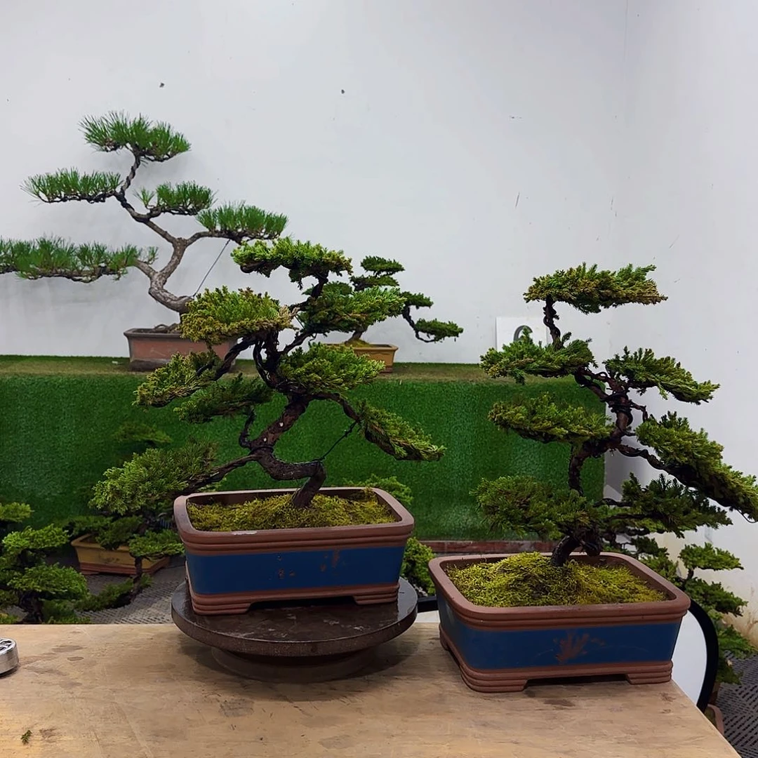 盆景盆景盆景哦家