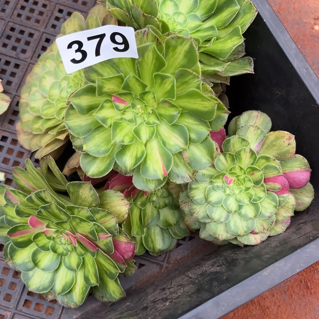 精品多肉植物379砍头