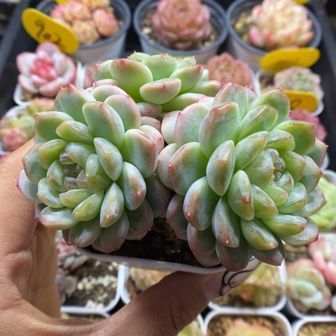 纸鸢群生可拍1566号