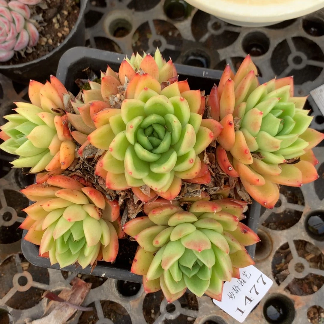 1477杂交精品基地16厘米